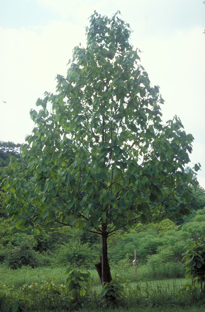 Pawpaw (Asimina triloba)